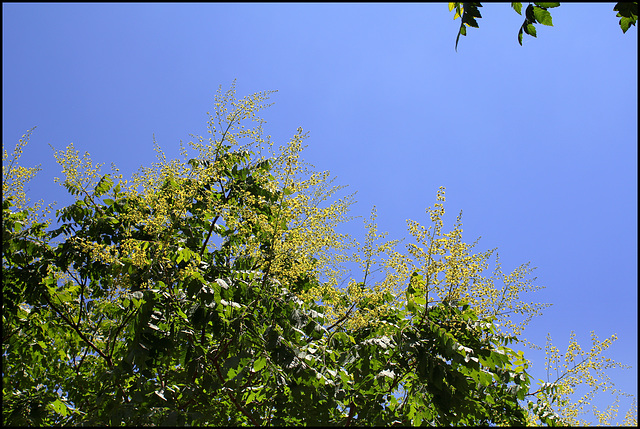 Koelreuteria paniculata (5)