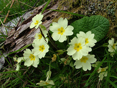 Primrose (Primula vulgaris),Letterewe 21st May 2005
