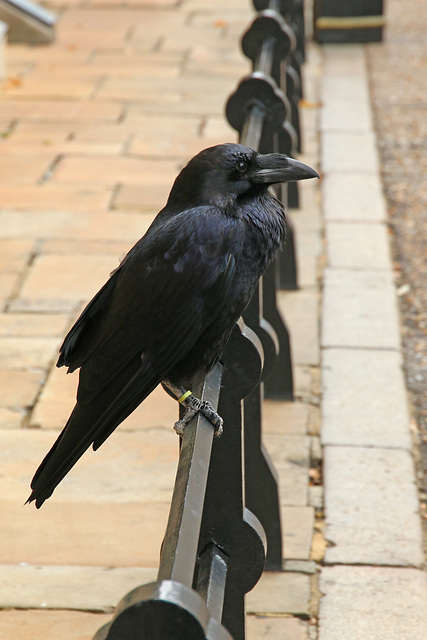 A Tower Raven