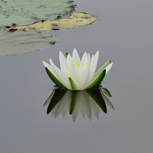 Water lily - Nymphaea