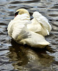 A Weymouth Swan