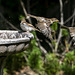 Sparrows at the Birdbath