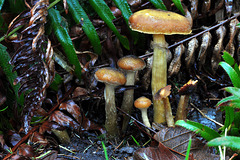 Mushrooms on the Coast