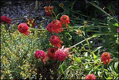 Echinacea (2)