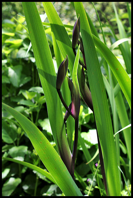 Iris x robusta 'Gerald Derby' (3)