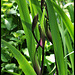 Iris x robusta 'Gerald Derby' (3)