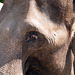 Auch für Elefanten gilt: die Gedanken sind frei