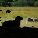 A Herdwick lamb staying in the shade