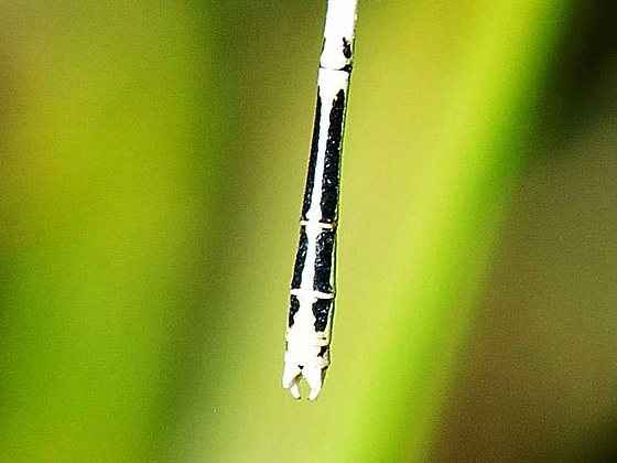 White Featherleg male apps (Platycnemis latipes)