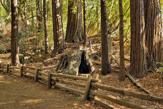 In the Redwood Forest, Take 2 – Pfeiffer Big Sur State Park, Monterey County, California