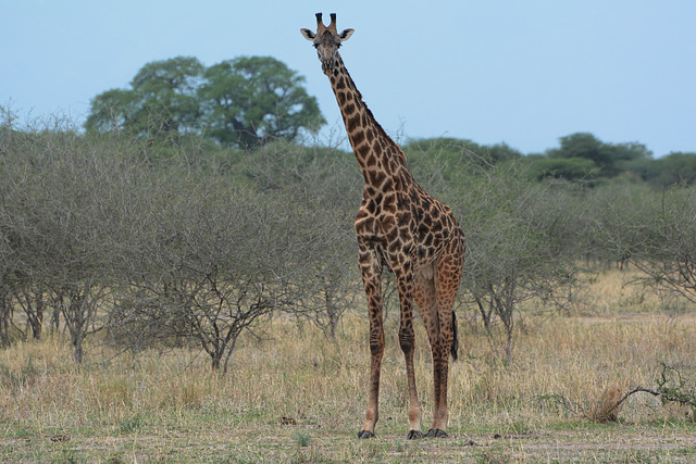 Tarangire, The Giraffe