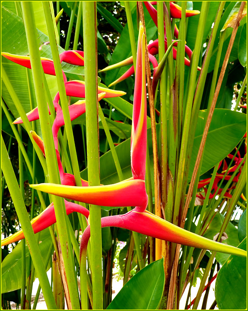 Recife : un bel fiore equatoriale : Heliconia