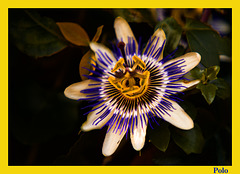La flor de la pasión [Passiflora caerulea] + 1 Nota