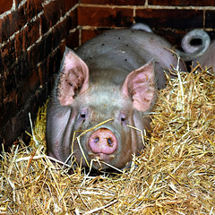 Happy Pig - Glückliches Schwein
