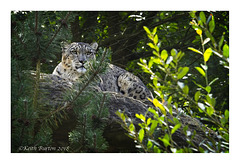 Snow Leopard  (2)