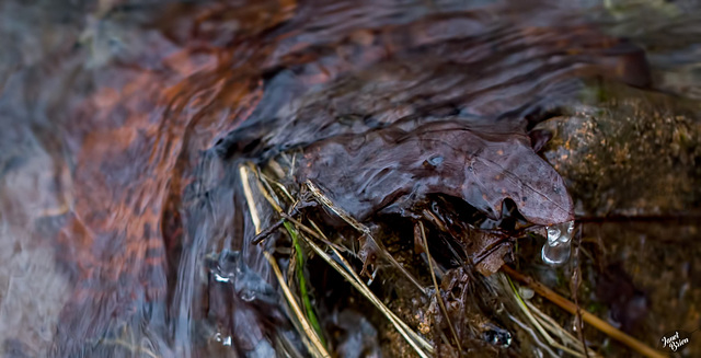 Pictures for Pam, Day 73: Stream Abstract