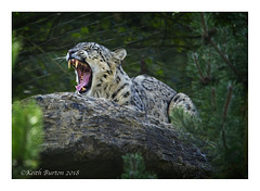Snow Leopard  (1)