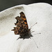 Anglewing Comma