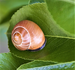 Garden time is snail time
