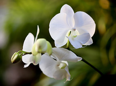 Phalaenopsis blanches