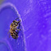 Bee on Purple