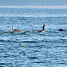 Alaska, Homer, Four Orcas in Kachemak Bay