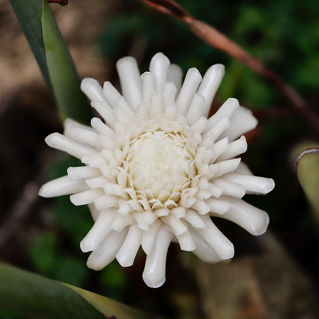 Rose de porcelaine blanche les bizarreries de la nature