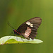 EF7A3006 Butterfly