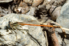 Orange Featherleg f (Platycnemis acutipennis)
