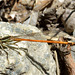 Orange Featherleg f (Platycnemis acutipennis)
