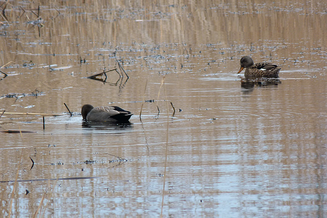 Gadwall