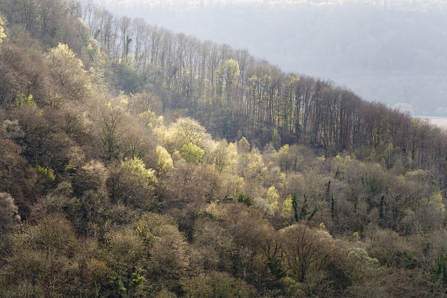 Afternoon light on Lord's Wood, Forest of Dean, Gloucestershire
