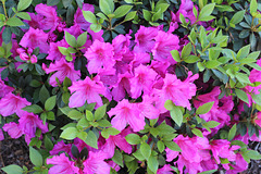 My Azaleas reminding me its SPRING TIME.... (first day of Spring, tomorrow, Mar. 20 )