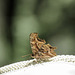 Anglewing Comma