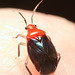IMG 0231 Beetle