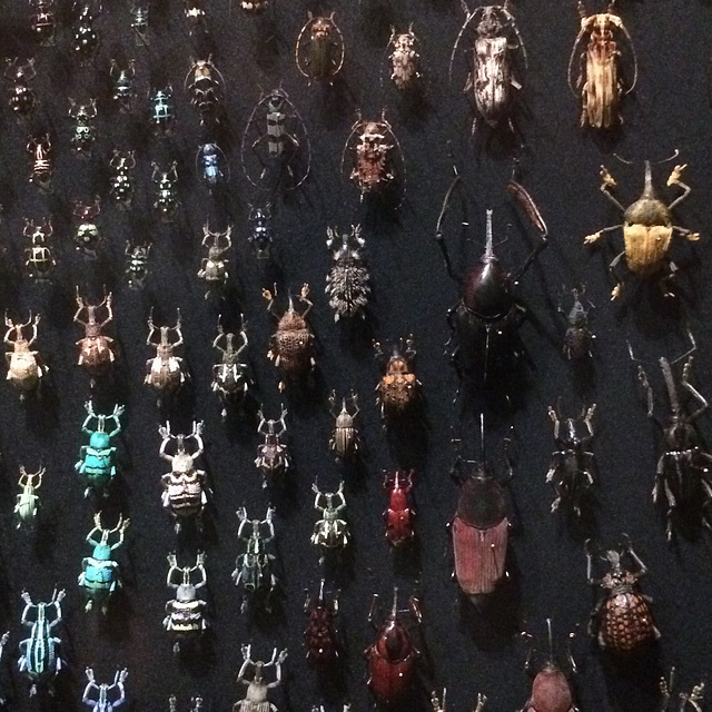 Beetles  army.