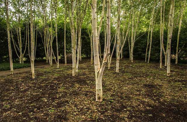 A grove of birches