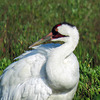 Day 3, Whooping Crane adult, Aransas National Wildlife Refuge, South Texas, US