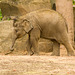 Baby elephant b6