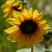 Roadside wild sunflowers