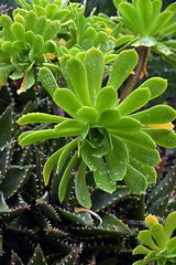 Rosetten-Dickblatt ( Aeonium arboreum )