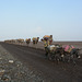 Ethiopia, Danakil Depression, Caravan for the Transportation of Salt Mined in the Karum Salt Marshes