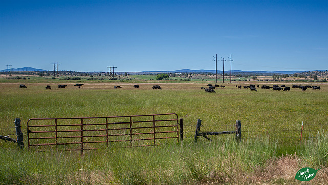 Pictures for Pam, Day 118: HFF: Cattle & Gate