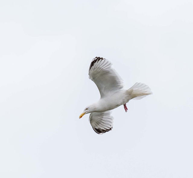Gull in flight (2)