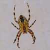 Garden Spider (Arenas diadematus)