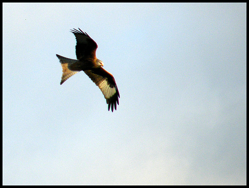 red kite at Cuxham