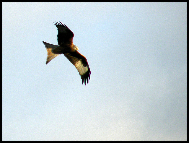 red kite at Cuxham