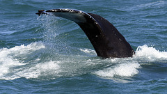 Humpback whale, Skjálfandi  DSC3374