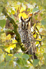 Long-eared Owl ~ Ransuil (Asio otus), 3...