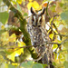 Long-eared Owl ~ Ransuil (Asio otus), 3...
